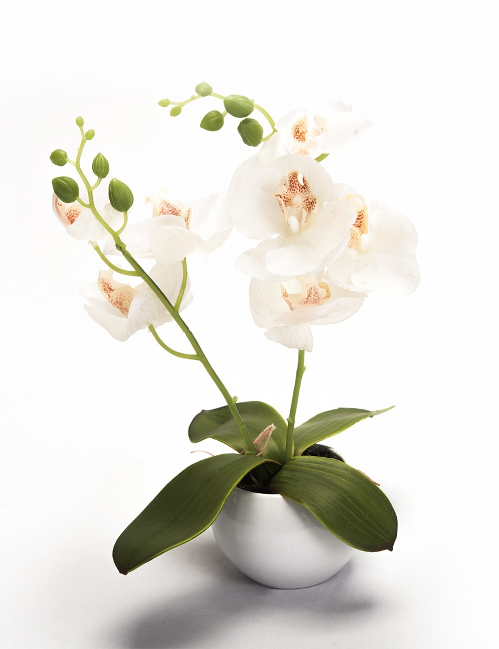Orquídea Blanca Pequeña
