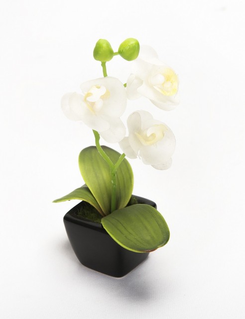 Orquídea Mini Blanca