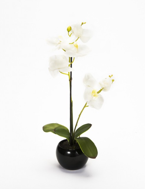 Orquídea Blanca Mediana