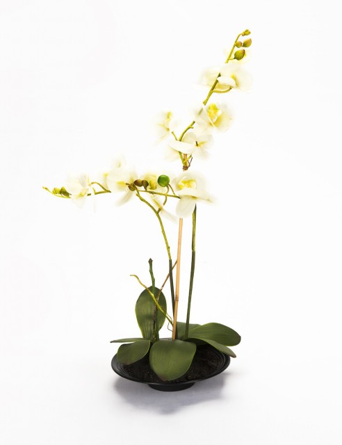 Orquídea Blanca Grande