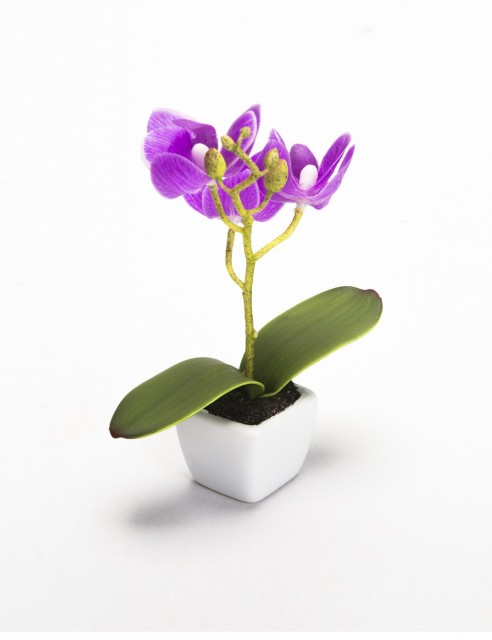 Orquídea Lila Mini