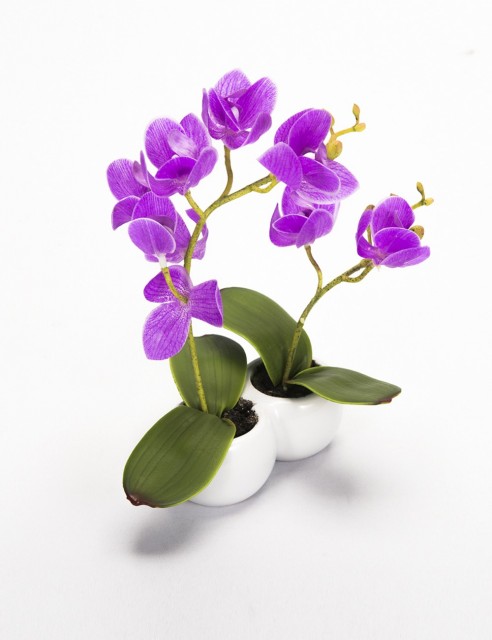 Orquídea Lila Pequeña