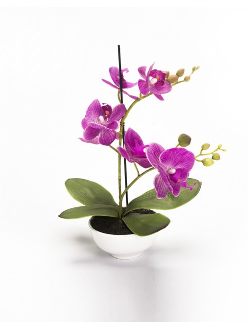 Orquídea Fucsia Mediana